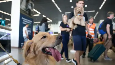 Studio Notícias | Studio TV Aéreas podem se negar a embarcar animais de suporte emocional, diz STJ
