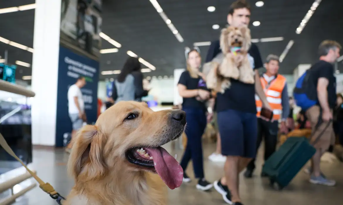 Aéreas podem se negar a embarcar animais de suporte emocional, diz STJ 1 Studio Notícias | Studio TV Aéreas podem se negar a embarcar animais de suporte emocional, diz STJ