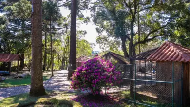 Studio Notícias | Studio TV Zoológico da UCS suspende visitas temporariamente devido à influenza aviária
