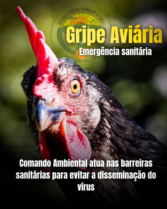 Brigada Militar intensifica atuação no combate à gripe aviária no Rio Grande do Sul 1 Studio Notícias | Studio TV Brigada Militar intensifica atuação no combate à gripe aviária no Rio Grande do Sul
