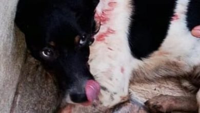 Studio Notícias | Studio TV Homem é acusado de atirar contra cachorro e ameaçar criança em Passo Fundo