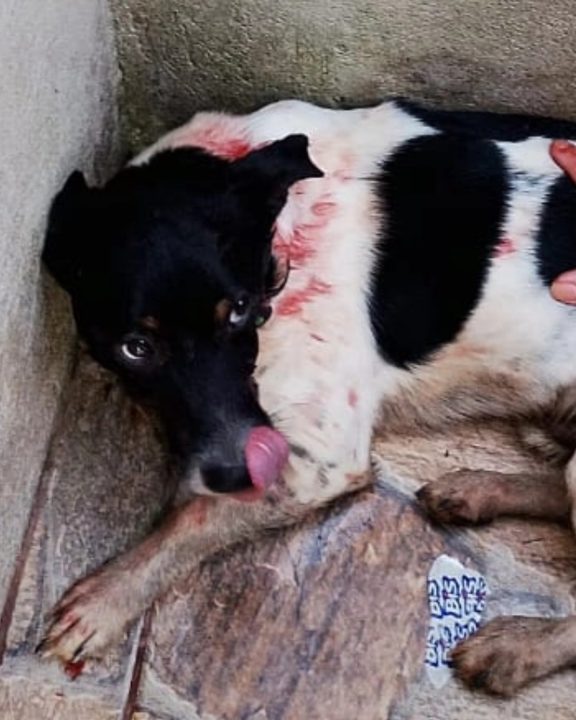 Homem é acusado de atirar contra cachorro e ameaçar criança em Passo Fundo 1 Studio Notícias | Studio TV Homem é acusado de atirar contra cachorro e ameaçar criança em Passo Fundo