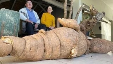 Studio Notícias | Studio TV Agricultor colhe mandioca gigante de 112 kg em SC