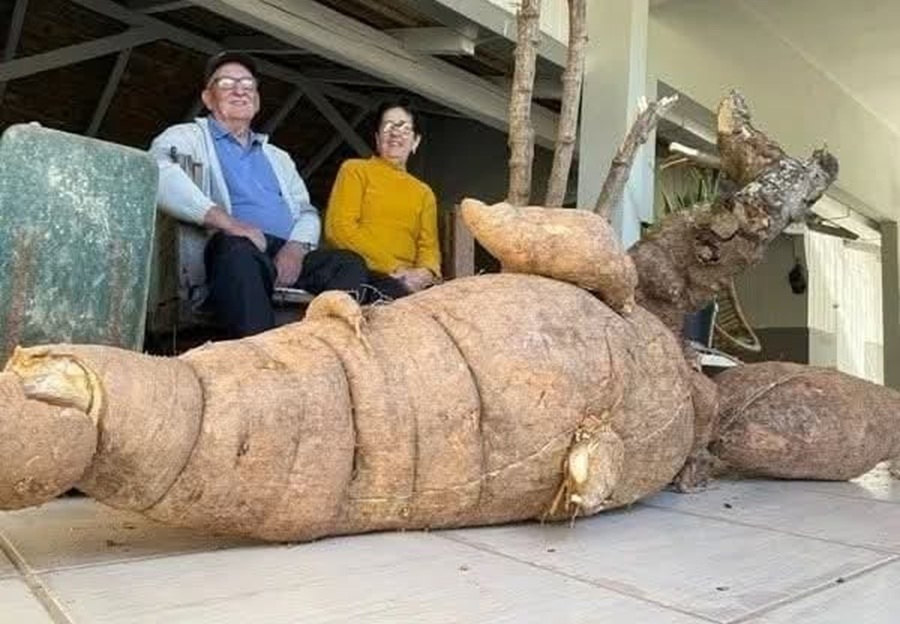 Agricultor colhe mandioca gigante de 112 kg em SC 1 Studio Notícias | Studio TV Agricultor colhe mandioca gigante de 112 kg em SC