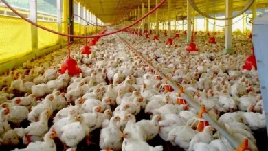 Studio Notícias | Studio TV Caso suspeito de gripe aviária é investigado em granja comercial em SC