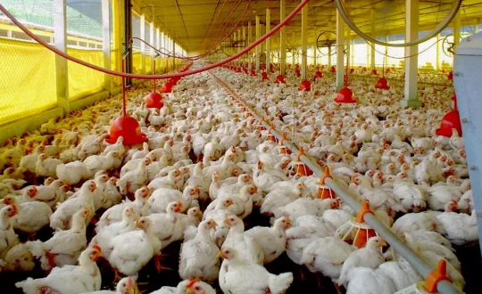 Caso suspeito de gripe aviária é investigado em granja comercial em SC 1 Studio Notícias | Studio TV Caso suspeito de gripe aviária é investigado em granja comercial em SC