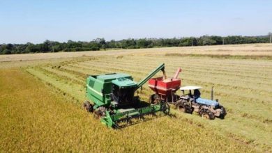 Studio Notícias | Studio TV Colheita do arroz no RS chega a 97,96% e se aproxima da conclusão