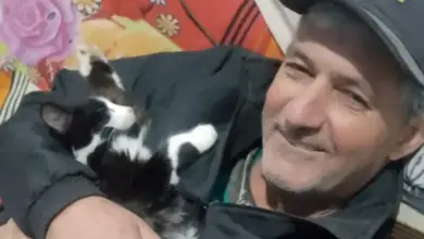 Agricultor morre após ser atingido por tronco de eucalipto no interior de Boqueirão do Leão - Studio TV