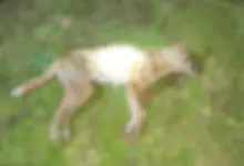 Homem que confessou morte de cão enforcado no RS deve ser indiciado por maus-tratos - Studio TV