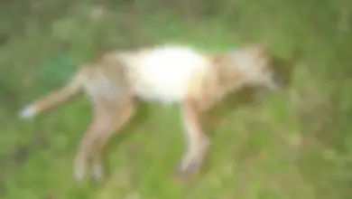 Homem que confessou morte de cão enforcado no RS deve ser indiciado por maus-tratos - Studio TV