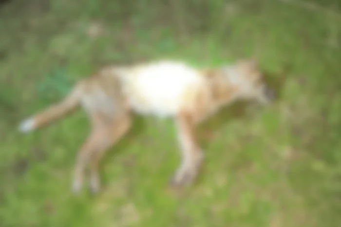 Homem que confessou morte de cão enforcado no RS deve ser indiciado por maus-tratos - Studio TV