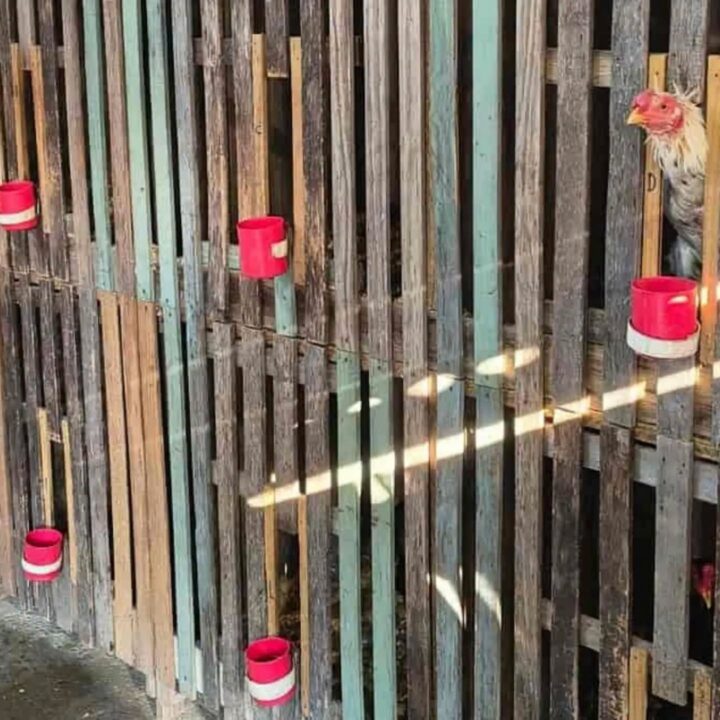 Mais de 60 galos e outras aves são encontrados em operação contra maus-tratos em Capão da Canoa - Studio TV
