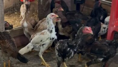 Mais de 60 galos e outras aves são encontrados em operação contra maus-tratos em Capão da Canoa - Studio TV