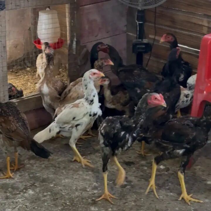 Mais de 60 galos e outras aves são encontrados em operação contra maus-tratos em Capão da Canoa - Studio TV