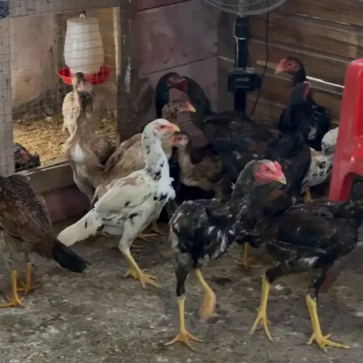 Mais de 60 galos e outras aves são encontrados em operação contra maus-tratos em Capão da Canoa - Studio TV