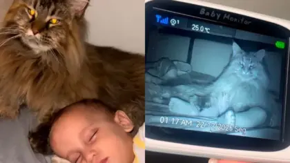 Gatinha cuida de bebê como se fosse filho e emociona milhões nas redes - Studio TV