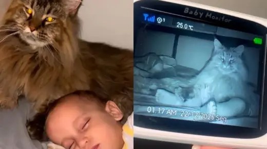 Gatinha cuida de bebê como se fosse filho e emociona milhões nas redes - Studio TV