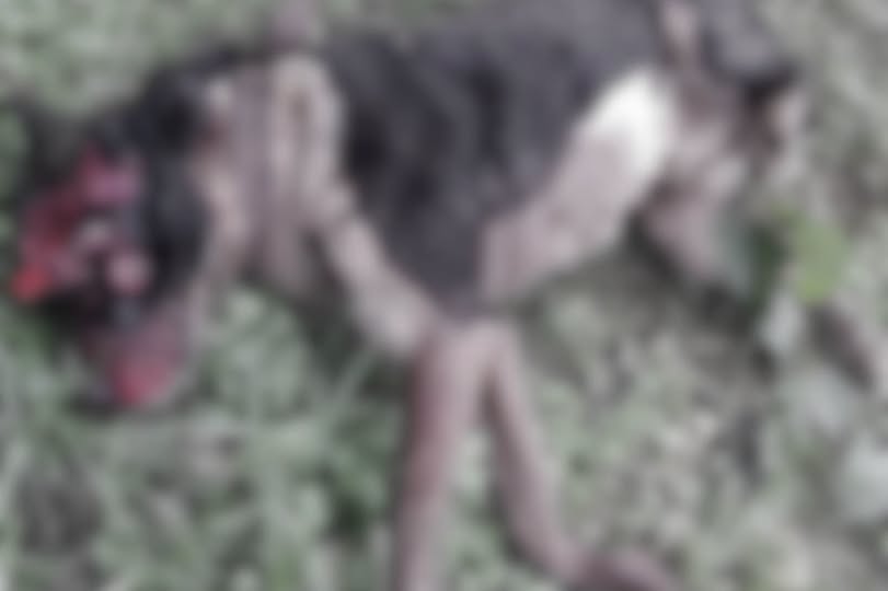 Tutor é denunciado por matar cachorro a golpes de facão em Carazinho - Studio TV
