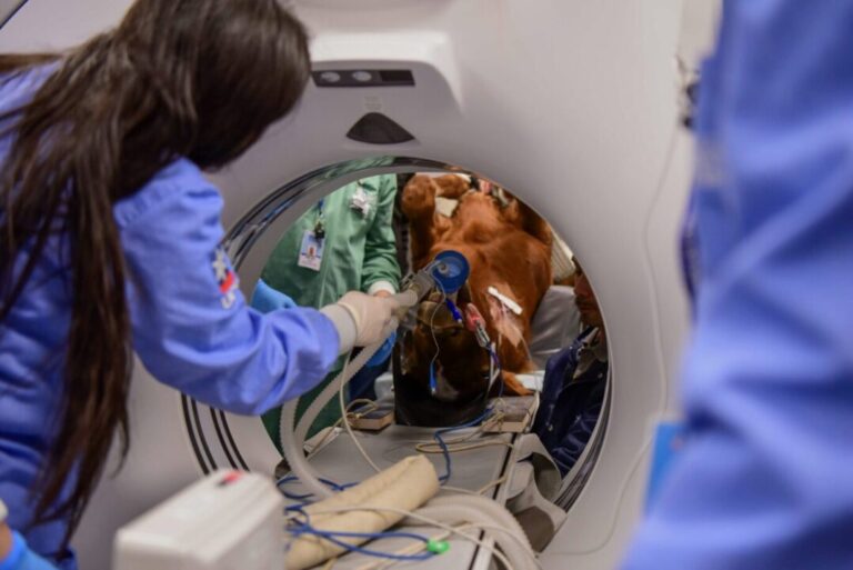 UCS realiza primeira tomografia computadorizada em equino no Rio Grande do Sul - Studio TV