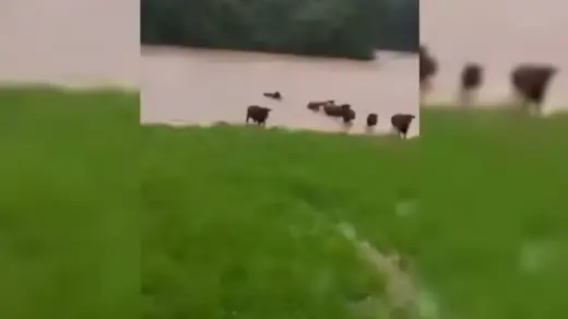 Agricultor comemora aos gritos após gados se salvarem de enchente no RS - Studio TV