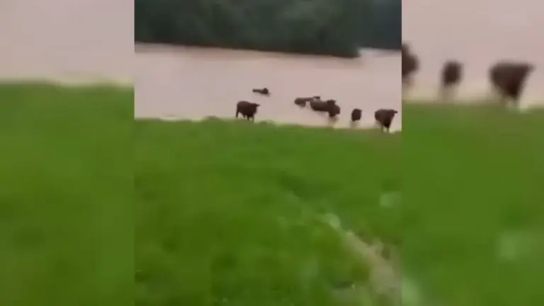 Agricultor comemora aos gritos após gados se salvarem de enchente no RS - Studio TV