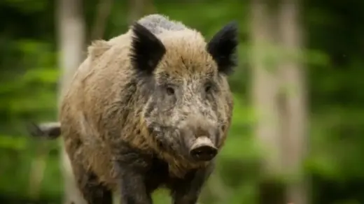 Alesc aprova pagamento de R$ 100 por javali abatido em SC - Studio TV