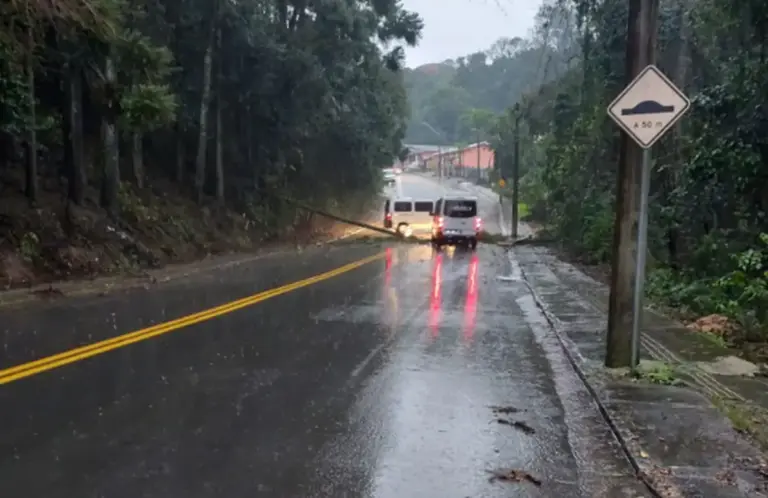 Árvore cai e bloqueia totalmente rua no bairro Santa Helena, em Bento Gonçalves - Studio TV