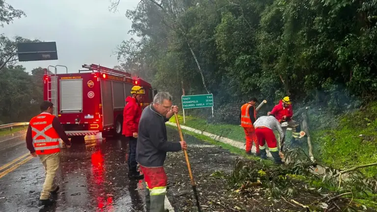 Árvore cai sobre a BR-470 em Tuiuty e mobiliza Corpo de Bombeiros - Studio TV