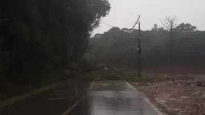 Árvore cai sobre rede elétrica e causa bloqueio na Avenida dos Imigrantes, em Bento Gonçalves - Studio TV