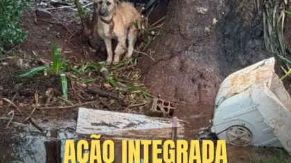 Brigada Militar intensifica combate a maus-tratos em Panambi e Cruz Alta - Studio TV