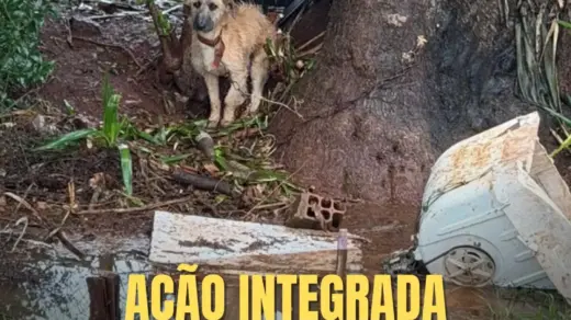 Brigada Militar intensifica combate a maus-tratos em Panambi e Cruz Alta - Studio TV