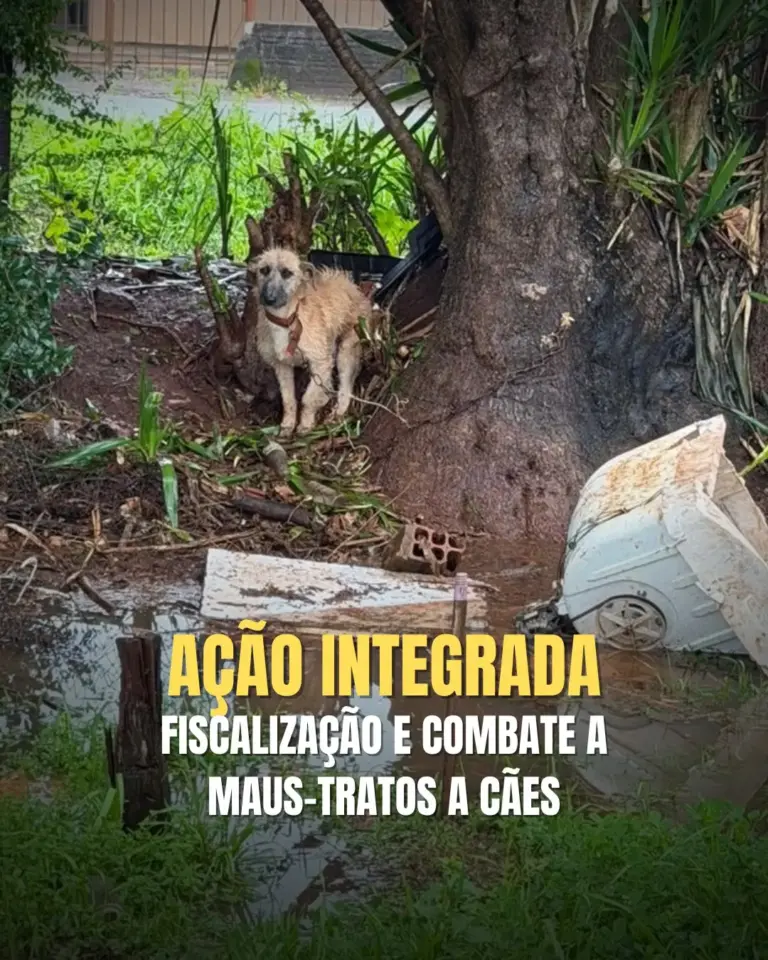 Brigada Militar intensifica combate a maus-tratos em Panambi e Cruz Alta - Studio TV