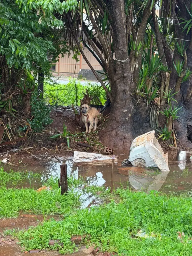 Brigada Militar intensifica combate a maus-tratos em Panambi e Cruz Alta - Studio TV