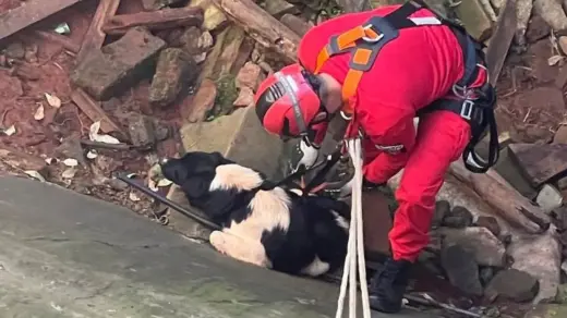 Cachorro é resgatado de fosso em silo abandonado em Marau - Studio TV