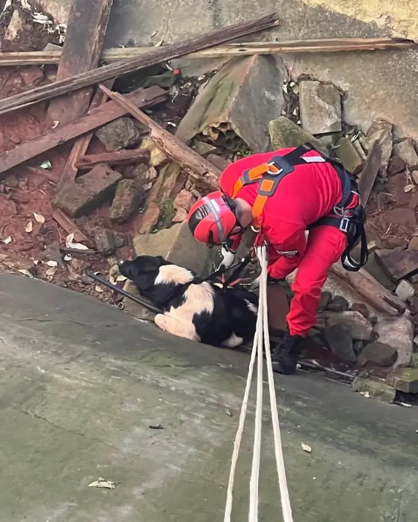 Cachorro é resgatado de fosso em silo abandonado em Marau - Studio TV