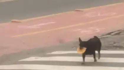 Cachorro que carrega pastel na boca todo dia viraliza em SC - Studio TV