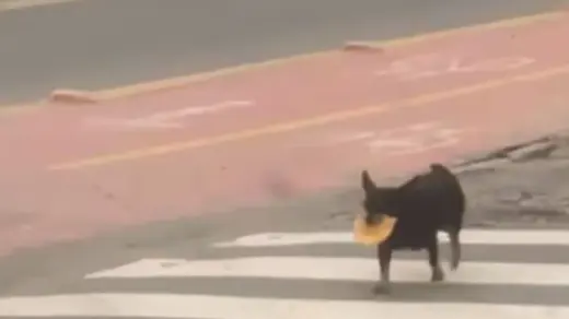 Cachorro que carrega pastel na boca todo dia viraliza em SC - Studio TV