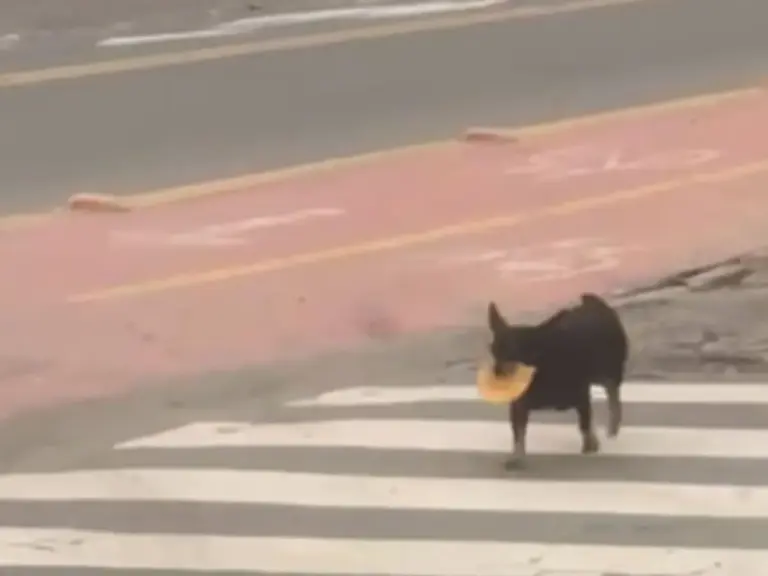 Cachorro que carrega pastel na boca todo dia viraliza em SC - Studio TV