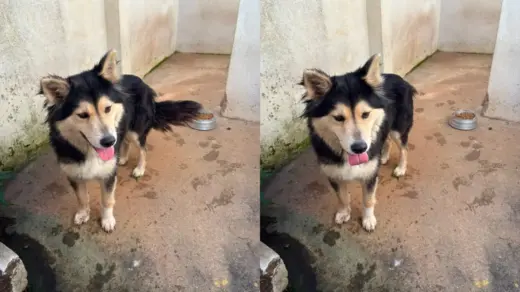 Cão abandonado às margens de rodovia é resgatado pela PRF em Carlos Barbosa - Studio TV