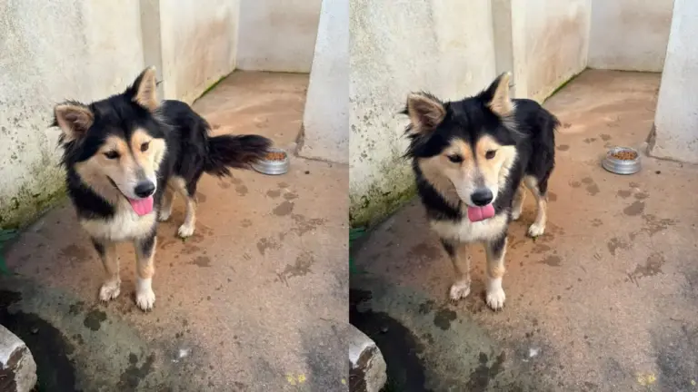 Cão abandonado às margens de rodovia é resgatado pela PRF em Carlos Barbosa - Studio TV