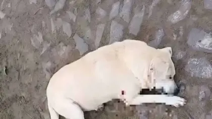 Cão comunitário morto a tiros leva vereador de Cidreira a indiciamento - Studio TV