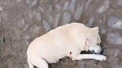 Cão comunitário morto a tiros leva vereador de Cidreira a indiciamento - Studio TV