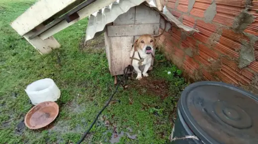 Cão vítima de maus-tratos é resgatado em Cruz Alta - Studio TV
