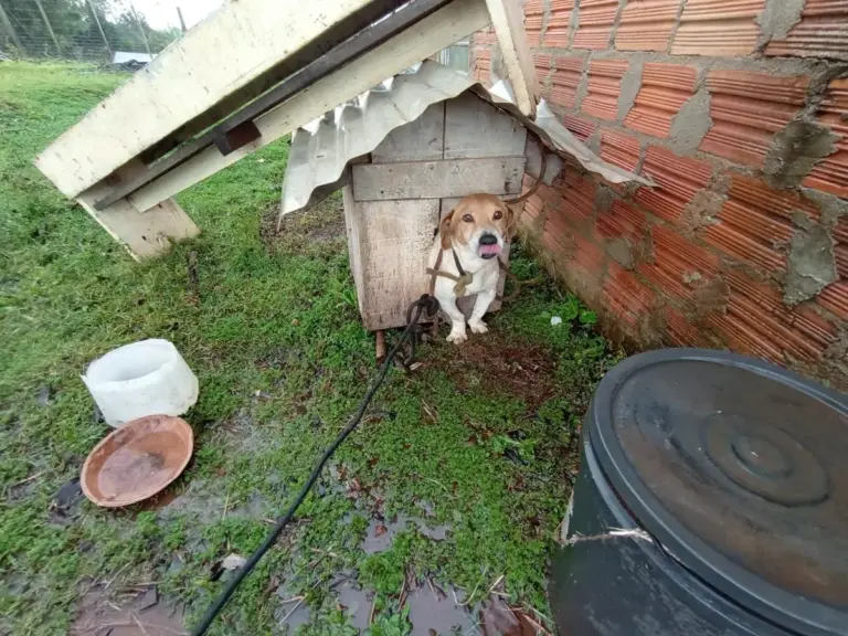 Cão vítima de maus-tratos é resgatado em Cruz Alta - Studio TV