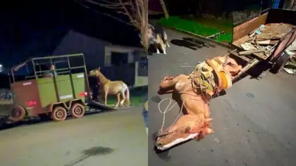 Cavalo cai após perder as forças puxando carroça em Cruz Alta - Studio TV