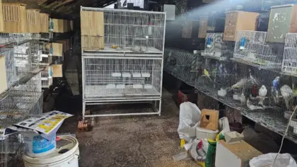 Criadouro irregular com 310 aves é flagrado e papagaio-charão é resgatado em Vila Maria - Studio TV