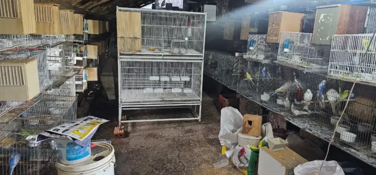 Criadouro irregular com 310 aves é flagrado e papagaio-charão é resgatado em Vila Maria - Studio TV