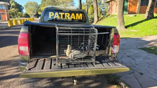 Curicaca ferida é resgatada na área urbana de Passo Fundo - Studio TV