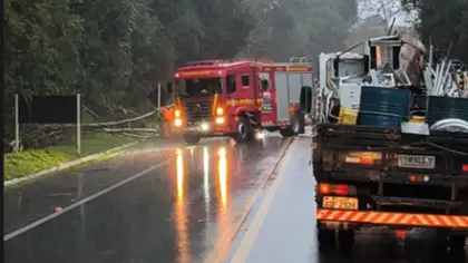 Eucalipto é removido da BR-470 entre Veranópolis e Bento Gonçalves - Studio TV