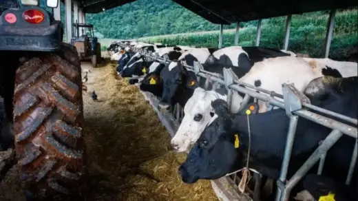 Famurs lança campanha para ampliar consumo de leite gaúcho e fortalecer cadeia produtiva - Studio TV
